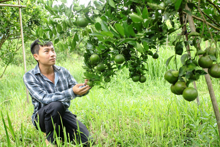 Nguyễn Thái Sơn, chủ trang trại cây ăn trái rộng 35 ha lớn nhất địa phương