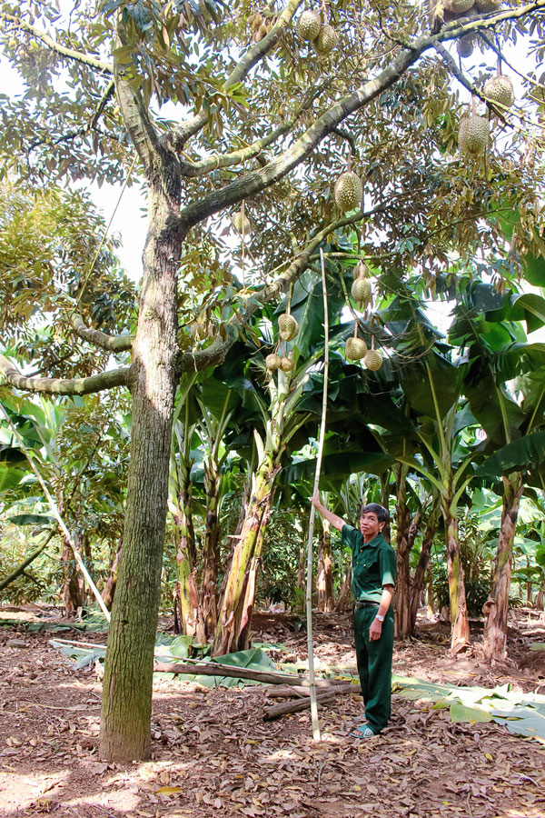 Cựu chiến binh Trịnh Văn Thế và vườn cây sầu riêng đang thời kỳ cho trái