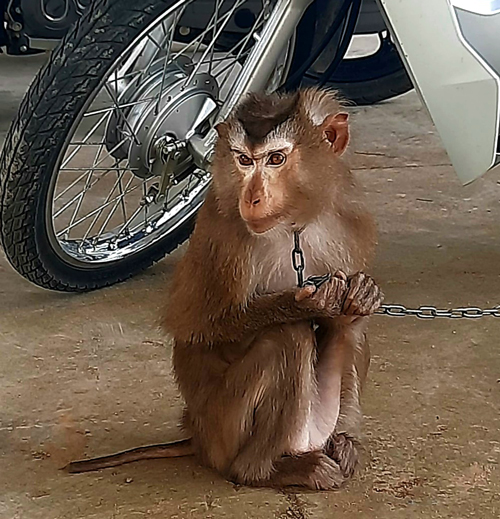 Bàn giao cá thể khỉ đuôi lợn cho Chi cục Kiểm lâm tỉnh Lâm Đồng