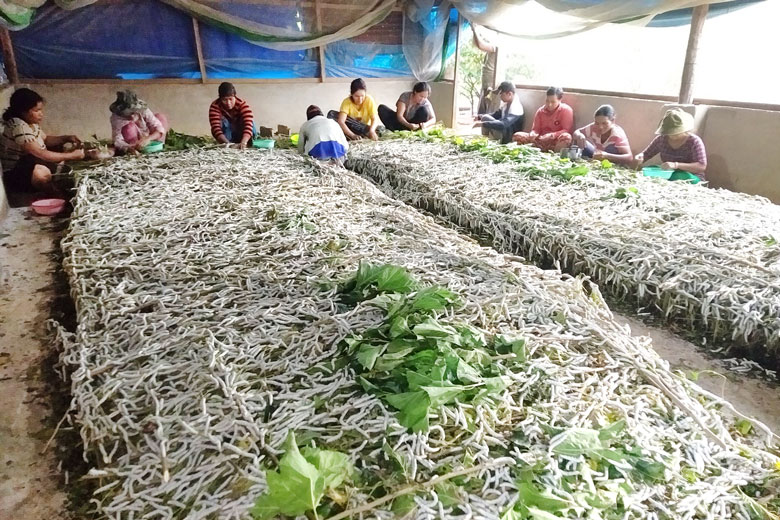 Đồng bào DTTS ở Đạ Nhar quan tâm phát triển nghề trồng dâu, nuôi tằm