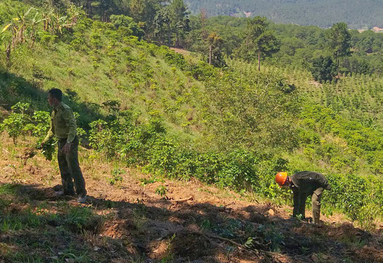  Ban Quản lý rừng phòng hộ Đại Ninh phối hợp với Hạt kiểm lâm huyện, các đơn vị liên quan tiến hành nhổ bỏ cây trồng trái phép tại Tiểu khu 267C sáng nay