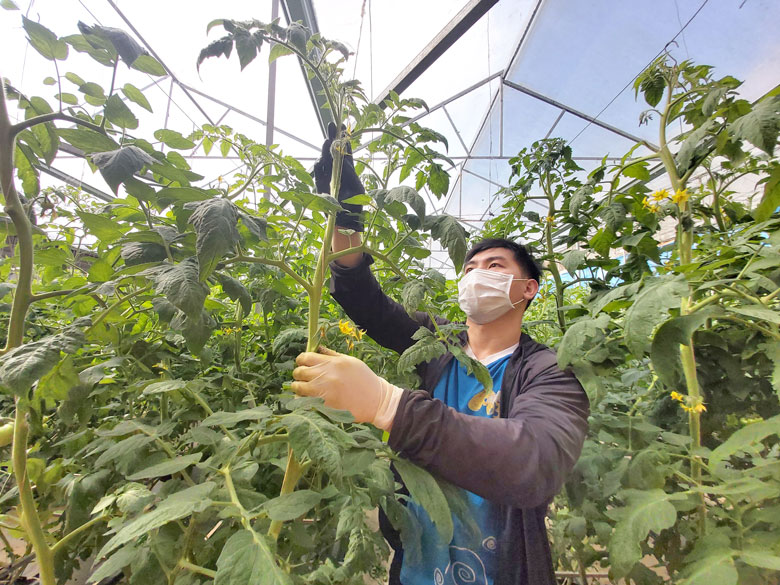 Việc liên kết trồng rau VietGAP giúp nông dân Phường 12 có thu nhập cao và ổn định