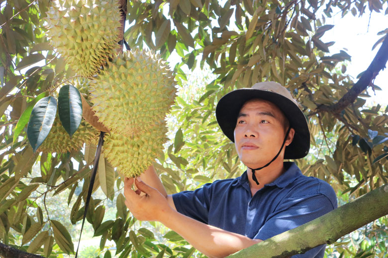 Người dân huyện Đạ Tẻh ưu tiên lựa chọn các loại cây ăn trái nhằm nâng cao giá trị kinh tế