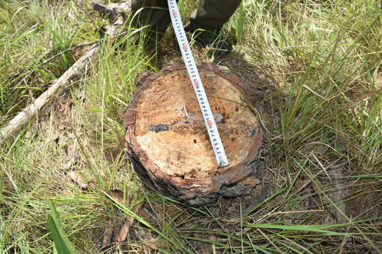 UBND tỉnh yêu cầu khẩn trương điều tra, xử lý vụ phá rừng trái pháp luật tại Tiểu khu 267C