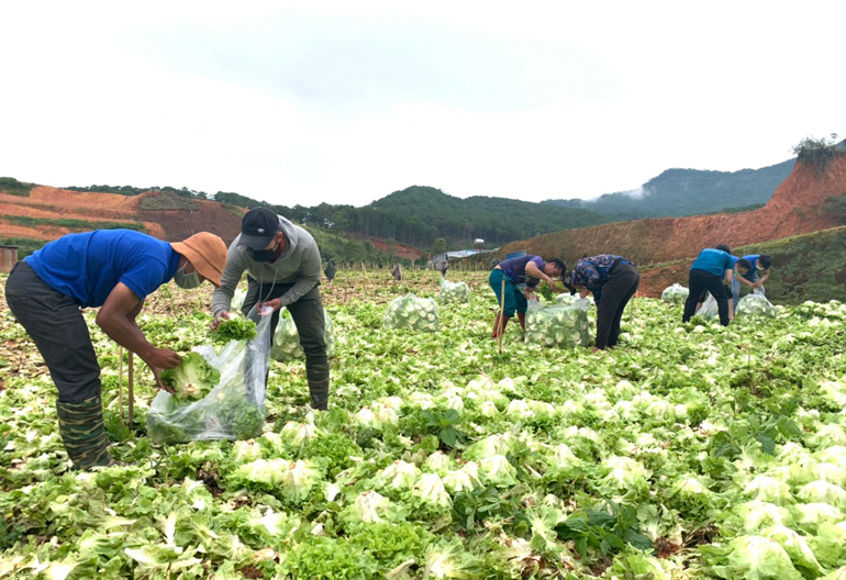 Đoàn viên, thanh niên huyện Lạc Dương góp công thu hoạch nông sản do người dân ủng hộ cho chuyến xe