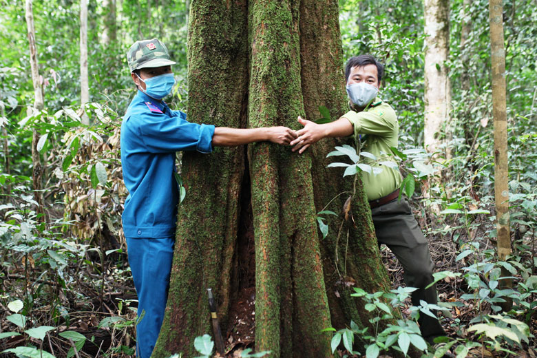 Những cánh rừng già được cán bộ lâm nghiệp và người dân thôn Tôn K’Long ra sức gìn giữ