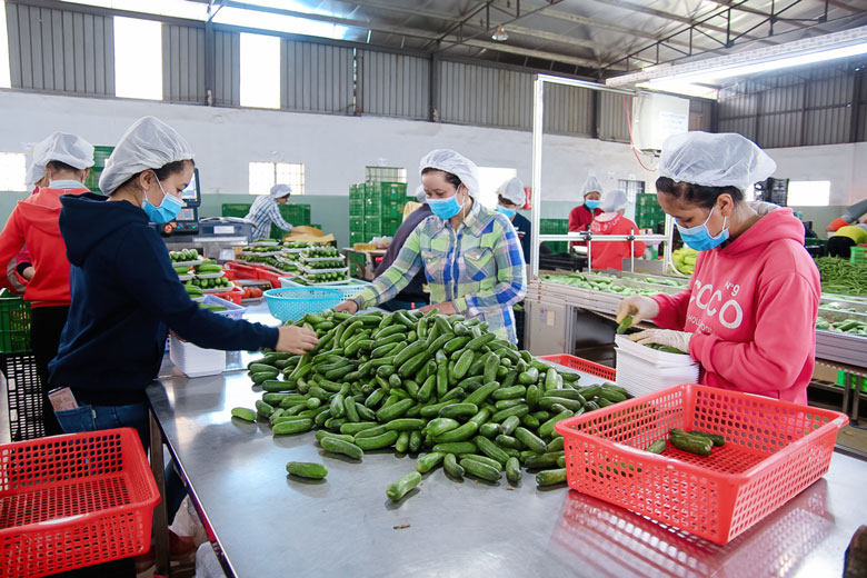 Nông sản của Công ty TNHH Sản xuất thương mại nông sản Phong Thúy - Đức Trọng đã tham gia vào chuỗi thực phẩm an toàn ở Thành phố Hồ Chí Minh