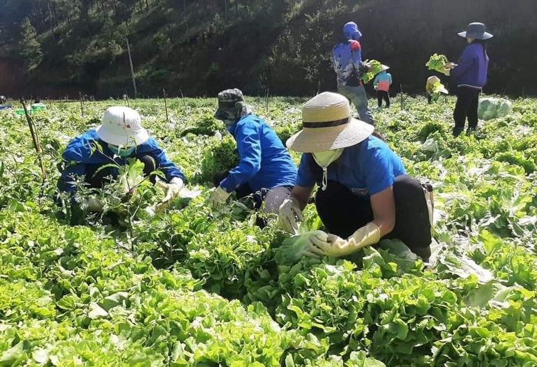 Đoàn viên thanh niên huyện Lạc Dương hỗ trợ thu hoạch rau để gửi tặng huyện Cần Giờ