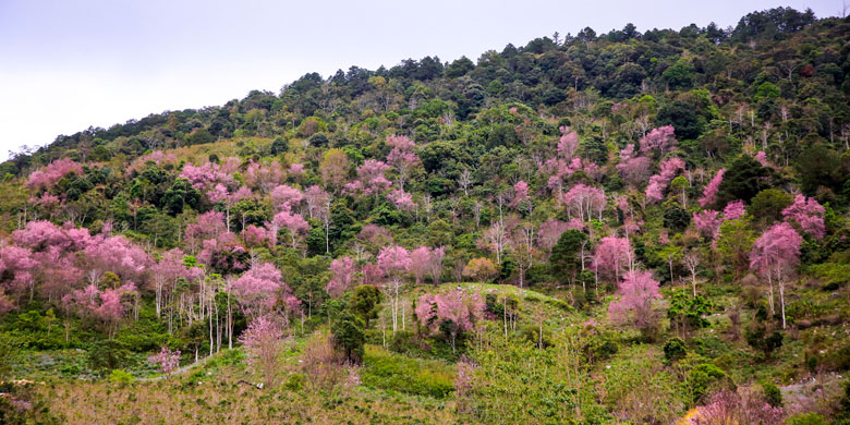 Đấy chính là rừng hoa Mai anh đào nổi tiếng giữa rừng thông phía sau núi Lang Biang. Từ hướng núi này, có thể nhìn thấy thành phố Đà Lạt buổi chiều đón nắng mặt trời và đang rất thu hút du khách vì mùa Mai anh đào nở rộ.