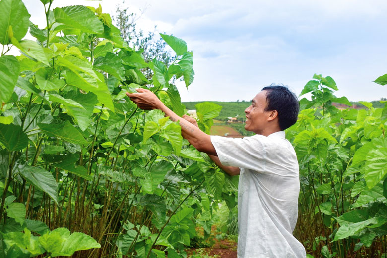Nhiều hộ dân ở Tân Thanh làm giàu từ trồng dâu nuôi tằm