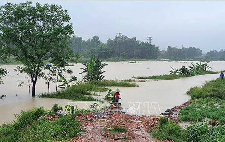 Nhiều diện tích lúa và hoa màu tỉnh Vĩnh Phúc bị ngập nặng sau cơn mưa lớn kéo dài