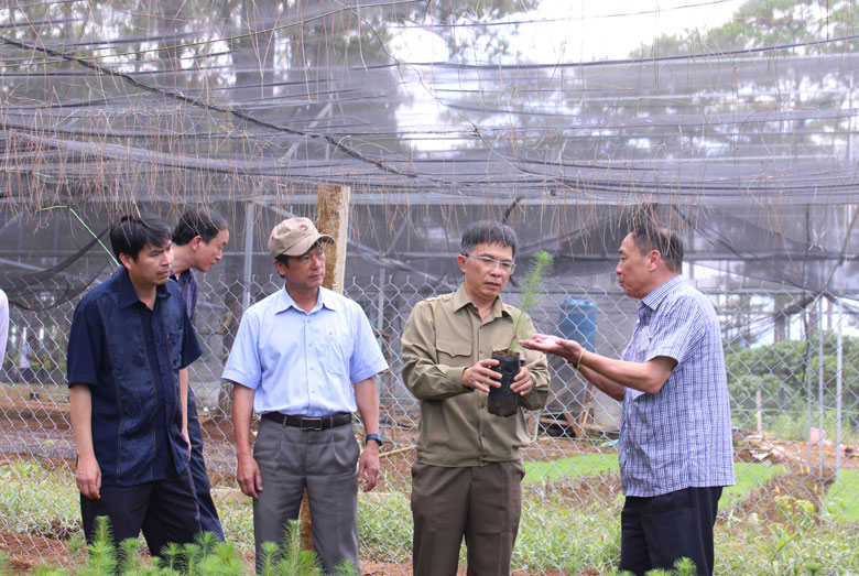 Phó Chủ tịch UBND tỉnh Lâm Đồng Đặng Trí Dũng thăm vườn ươm giống lâm nghiệp tại xã B’Lá