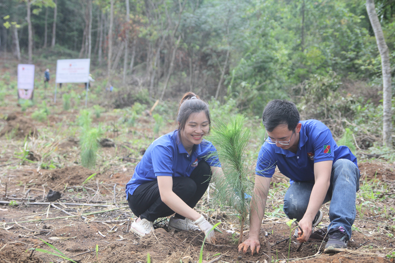 Đoàn viên, thanh niên Đoàn Khối Doanh nghiệp tỉnh Lâm Đồng đã tổ chức trồng 1.000 cây thông 3 lá tại xã Bảo Thuận (Di Linh)