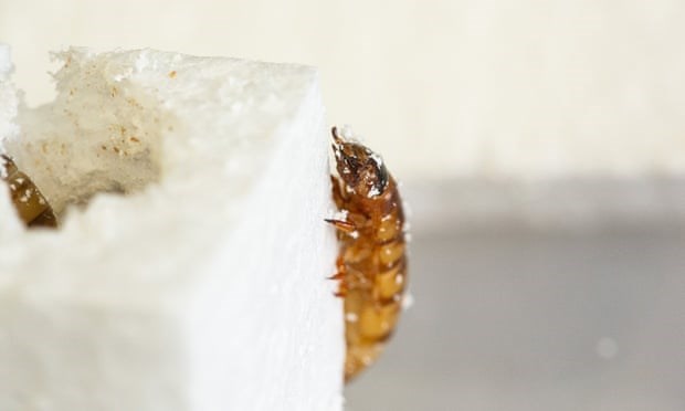 Sâu gạo là ấu trùng của bọ cánh cứng Zophobas morio