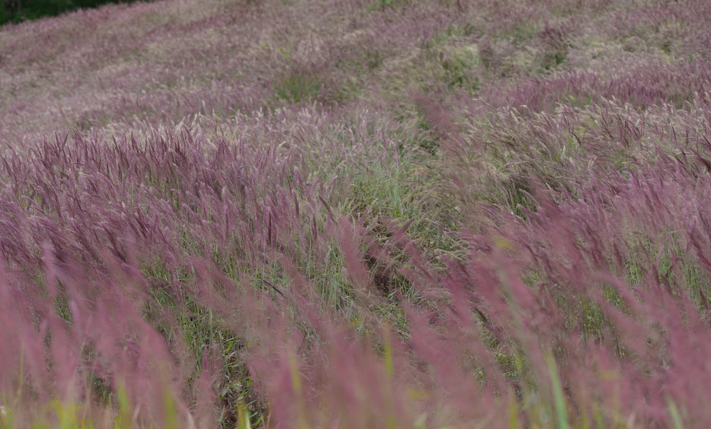 Vẻ đẹp rất dịu dàng, lung linh của loài cỏ lau hồng ở Đà Lạt